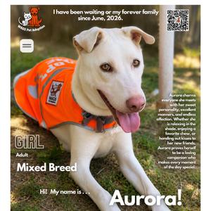 Aurora, Mixed Breed (Medium), adult, available for adoption