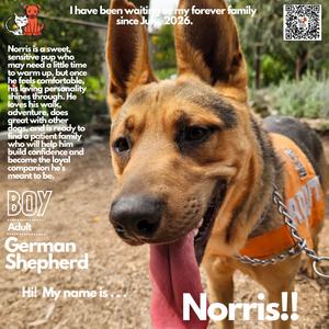 Norris, Shepherd, German, adult, available for adoption