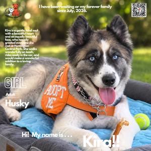 Kira, Husky, senior, available for adoption