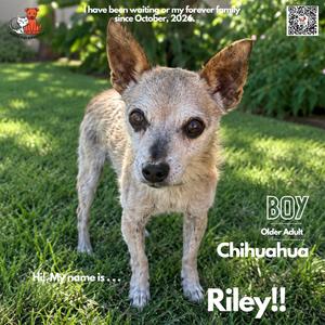 Riley, Chihuahua, Short Coat, senior, available for adoption