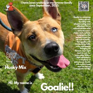 Goalie, Husky, adult, available for adoption
