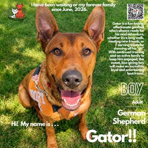 Gator, Shepherd, German, adult, available for adoption