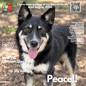 Peace, Shepherd, German, adult, available for adoption