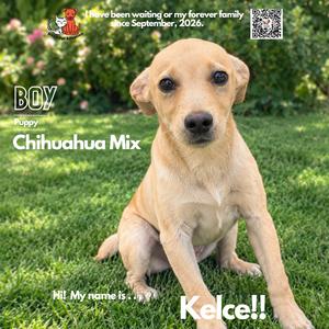Kelce, Chihuahua, puppy, available for adoption
