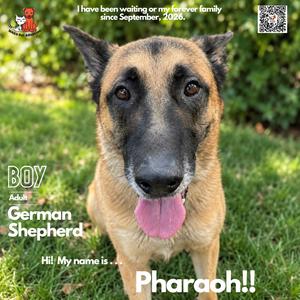 Pharaoh, Shepherd, German, adult, available for adoption
