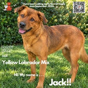 Jack, Retriever, Yellow Labrador, adult, available for adoption