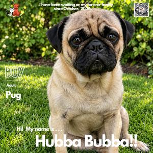 Hubba Bubba, Pug, adult, available for adoption