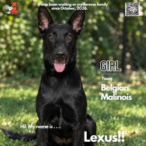 Lexus, Malinois, Belgian, adult, available for adoption