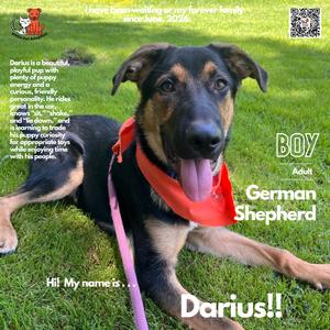 Darius, Shepherd, German, adult, available for adoption