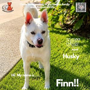 Finn, Husky, adult, available for adoption