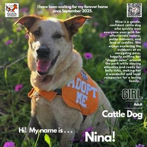 Nina, Cattle Dog, adult, available for adoption