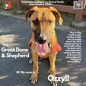 Ozzy, Great Dane, adult, available for adoption