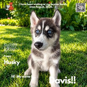 Davis, Husky, puppy, available for adoption