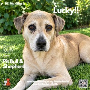 Lucky, Terrier, Pit Bull, senior, available for adoption