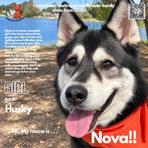 Nova, Husky, adult, available for adoption