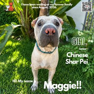 Maggie, Chinese Shar-Pei, adult, available for adoption