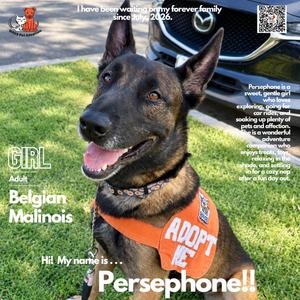 Persephone, Malinois, Belgian, adult, available for adoption
