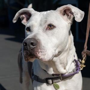 DINO, Mixed Breed, adult, available for adoption