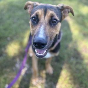 A close-up of a dog with a black and brown coat, looking directly at the camera with a happy expression. The dog has a purple leash attached to its collar and is standing on grass.