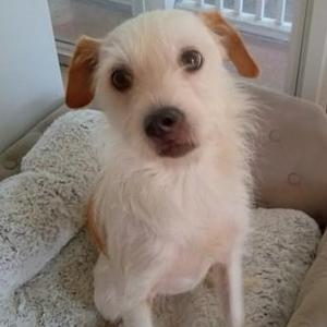 A small white dog with brown ears sitting on a beige couch.