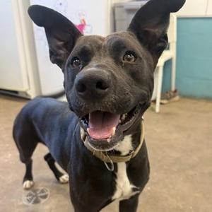 BAMBI, Mixed Breed, young, available for adoption