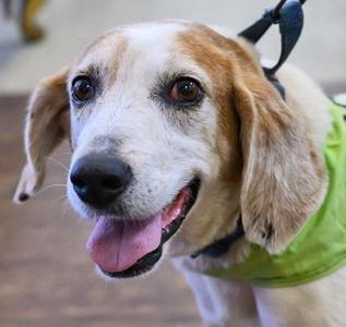 DARWIN, Beagle, adult, available for adoption