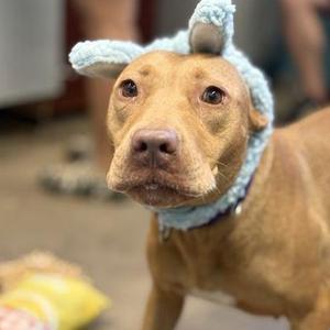 APPLE CRUMBLE, Mixed Breed, adult, available for adoption