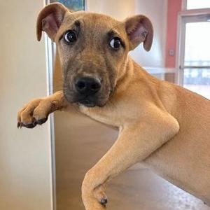 A light brown puppy with large ears and expressive eyes, standing on its hind legs with its front paws resting on a surface, looking directly at the camera.