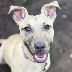 A close-up of a happy dog with light brown fur and pointed ears, looking directly at the camera with a wide, open-mouthed smile.
