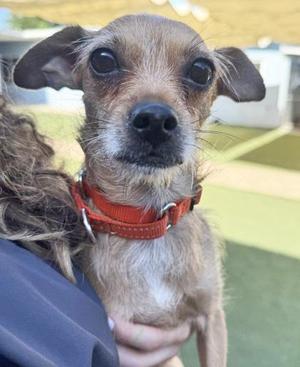 A small dog with a brown and white coat, wearing a red collar, being held by a person.
