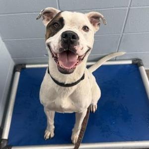 KAIN, Mixed Breed, young, available for adoption