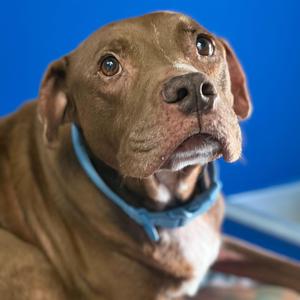 A brown pit bull dog with a blue collar looks up to the left with a worried expression.