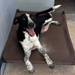 BETH, Mixed Breed, puppy, available for adoption