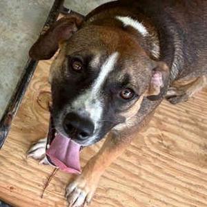 DEE, Mixed Breed, young, available for adoption
