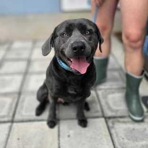 CHORIZO, Mixed Breed, young, available for adoption