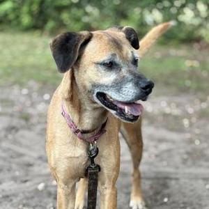 A brown dog with floppy ears and a pink collar standing outdoors.