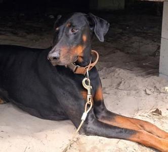 APOLLO, Doberman Pinscher, adult, available for adoption