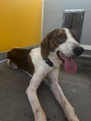 DAKOTA, Coonhound, young, available for adoption