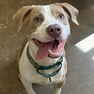 GIZMO, Mixed Breed, young, available for adoption