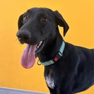 LOUISE, Mixed Breed, puppy, available for adoption