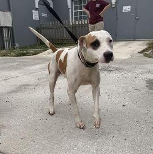A white and brown dog with a black collar standing on a concrete surface, with a person in the background wearing a maroon shirt and holding a leash.