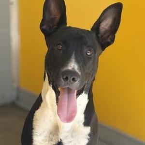 BATMAN, Mixed Breed, young, available for adoption