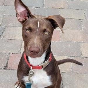 A brown and white dog with a red collar and a blue leash, sitting on a brick surface.