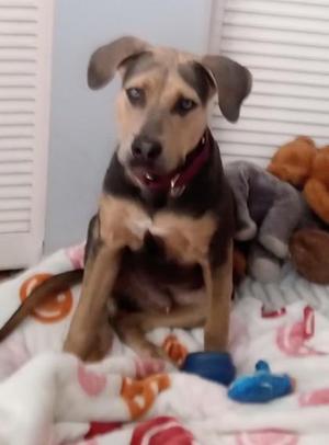 BOOSTER, Mixed Breed, young, available for adoption