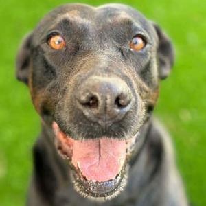 HAPPY, Labrador Retriever, adult, available for adoption