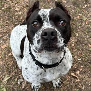 CAL, Mixed Breed, young, available for adoption
