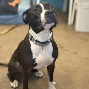 JREAM, Mixed Breed, adult, available for adoption