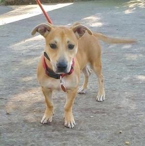 A brown dog with a red collar and leash standing on a paved surface.