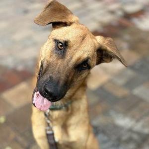 A brown dog with floppy ears and a black nose, looking up with its tongue out.