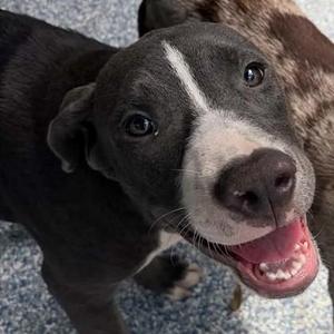 RIVER, Mixed Breed, puppy, available for adoption